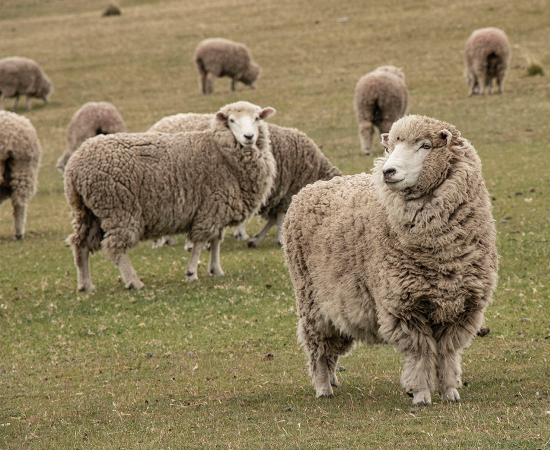 Obasan's wool comes from Patagonian Sheeps