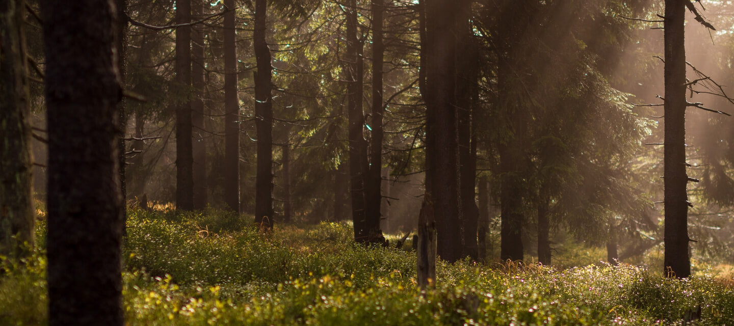 Natural forest, trees under sunlight