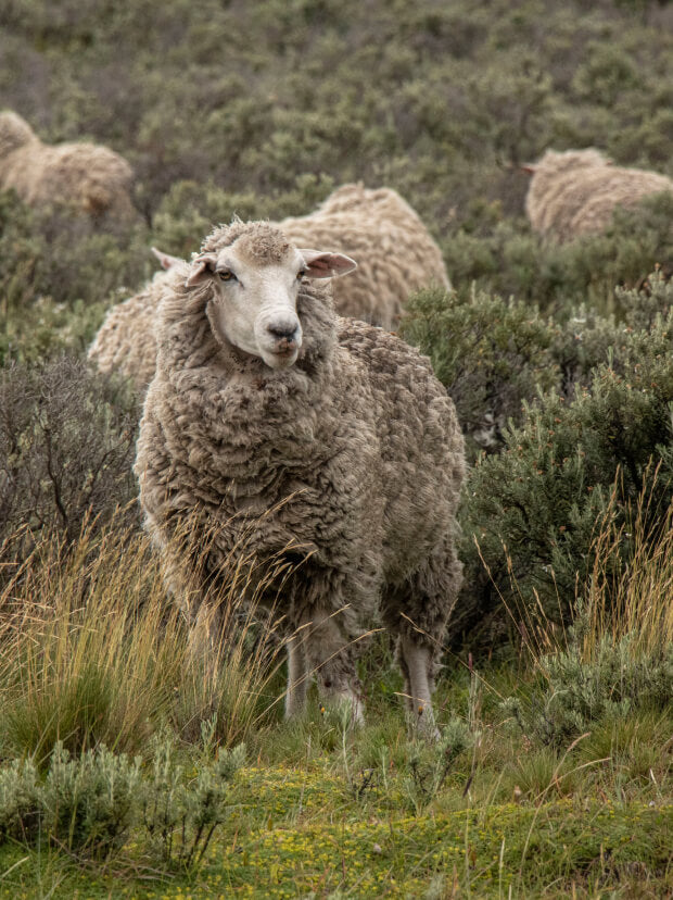 organic wool from patagonia's Sheep